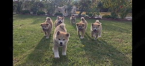 Cățeluși superbi Akita Inu Japonez