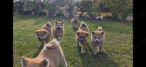Cățeluși superbi Akita Inu Japonez - imagine 3