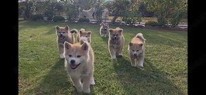 Cățeluși superbi Akita Inu Japonez - imagine 2
