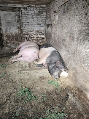 porci de casa