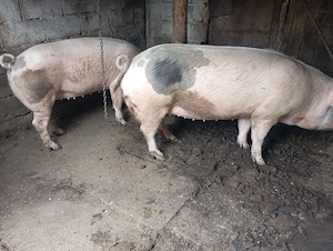 Vând porci rasa landras