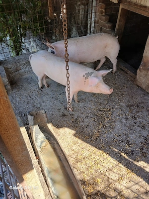 Vând porci și produse bio din carne de porc - imagine 4