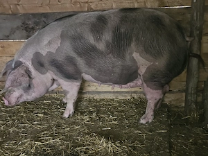 vand o scrofita rasa petrani de calinate de carne 240-250 kg pret 10 lei buc - imagine 2