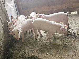 vand 7 purcei de 12 saptamani rasa de carne - imagine 4
