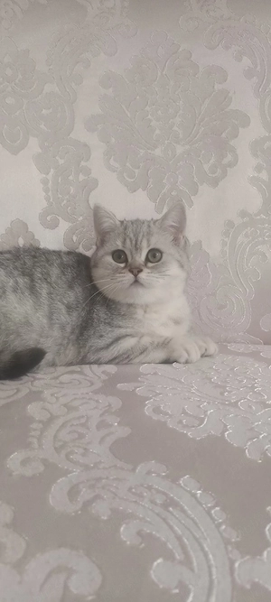Brithish chincilla silver 