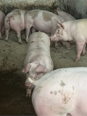 porci carne 