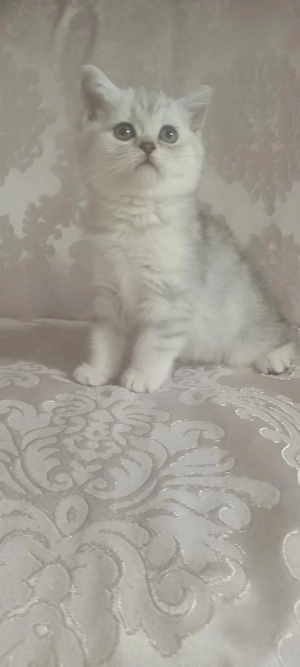 Brithish chincilla silver 