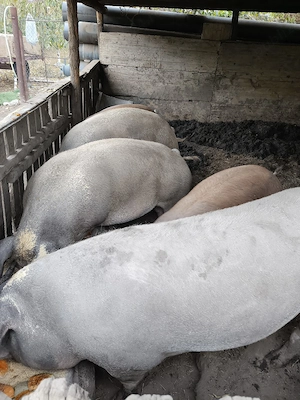 vand porci  - imagine 3