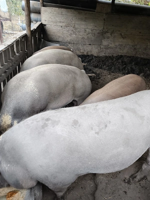 vand porci 
