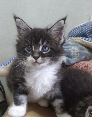 Maine coon fetita si baietel  - imagine 2