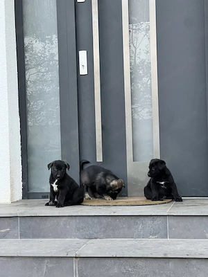 Adoptie: pui de ciobanesc german, 2 luni (Brasov, Bucuresti, Sibiu) - imagine 2
