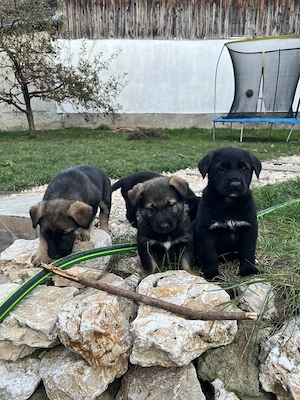 Adoptie: pui de ciobanesc german, 2 luni (Brasov, Bucuresti, Sibiu) - imagine 3