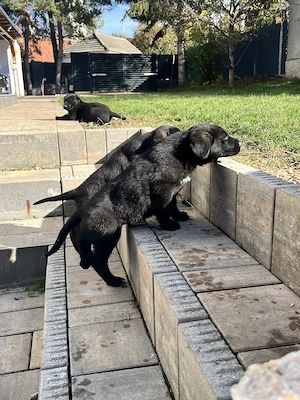 Adoptie: pui de ciobanesc german, 2 luni (Brasov, Bucuresti, Sibiu) - imagine 4