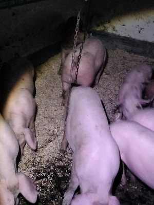 avem 3 mascuri și 2 purcele