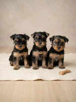 Yorkshire terrier băieți  - imagine 3