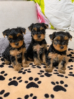 Yorkshire terrier băieți 