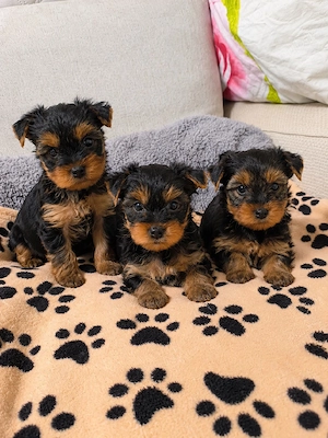Yorkshire terrier băieți  - imagine 2