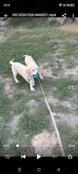 catelusi labrador - imagine 3