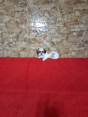 Pui Shih-tzu alb-maro - imagine 3