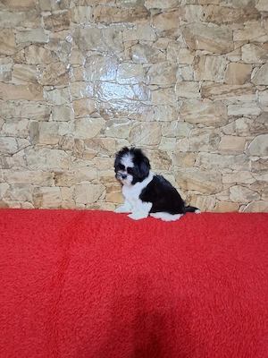 Pui Shih-tzu alb-negru - imagine 3