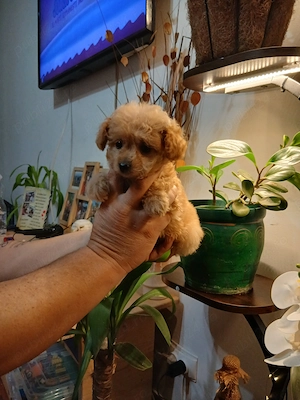 Maltipoo talie toy, vaccinati - imagine 2