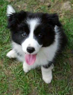 Caut pui de Border Collie - imagine 2