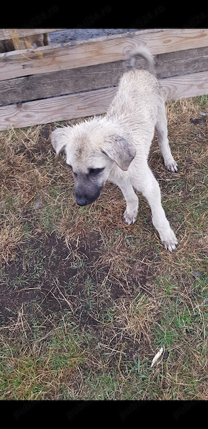Vand cățel de kangal mascul - imagine 2