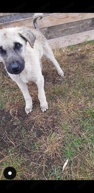 Vand cățel de kangal mascul