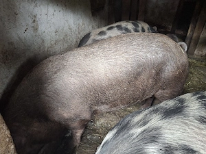 Porc pentru sacrificat 200+  - imagine 2