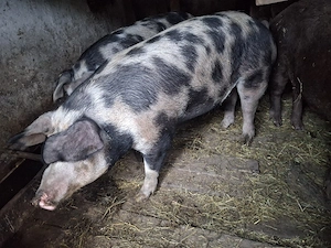 Porc pentru sacrificat 200+  - imagine 3