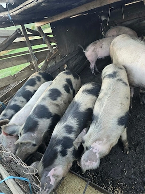 Porci de vanzare - imagine 3