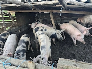 Porci de vanzare