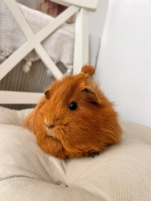 Trei femele porcusori de guineea +tarc 2m * 65 cm,rasa Teddy elvetian - imagine 2