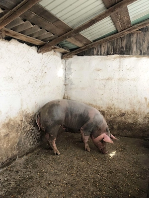Porc de vanzare - imagine 2