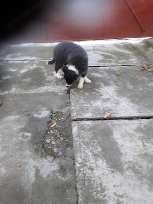 De vanzare catei Border collie 