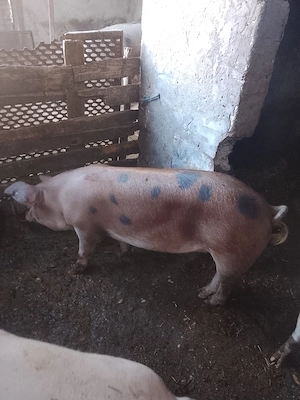 Porc  de 100 kg  nu acept negocieri sau oferte