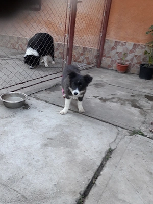 De vanzare catei Border collie  - imagine 2