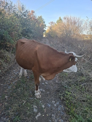 vand vaca de lapte 