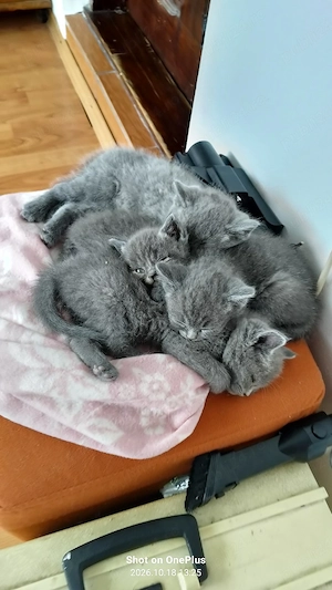 Pisici British Shorthair  - imagine 2