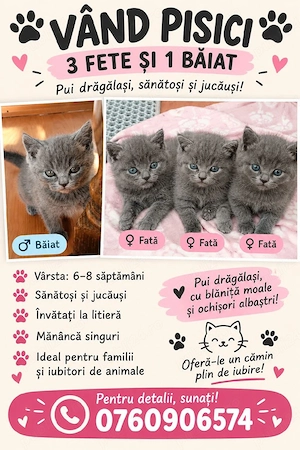 Pisici British Shorthair 