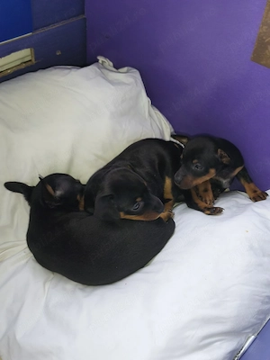 pinscher pitic toy de vanzare caine de apartament - imagine 5
