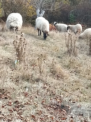 de vanzare oi
