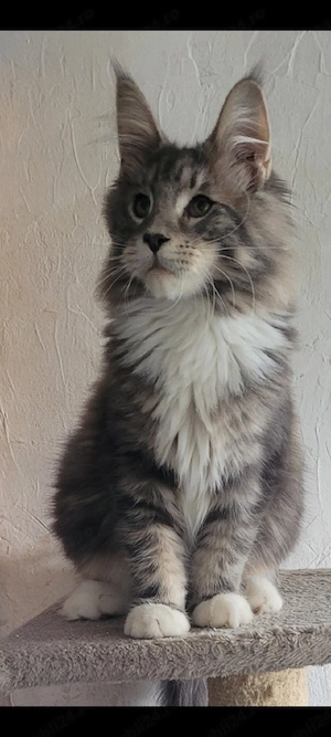 Vand pui Maine Coon , 2500 ron - imagine 3