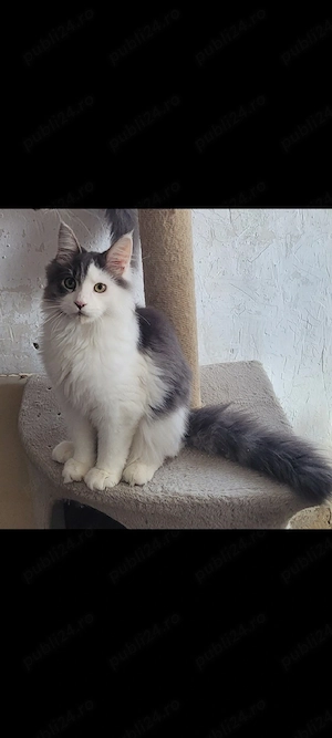 Vand pui Maine Coon , 2500 ron - imagine 5