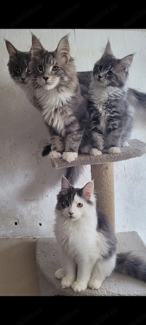 Vand pui Maine Coon , 2500 ron - imagine 4