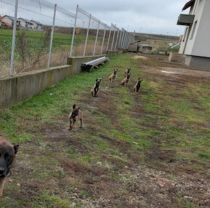 Pui Ciobanesc belgian malinois 