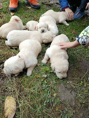 Vând 3 fetițe metis Labrador   Golden Retriever (goldador)  - imagine 4
