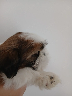 Shih tzu o fetita si doi baietei  - imagine 3
