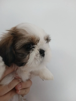 Shih tzu o fetita si doi baietei  - imagine 2
