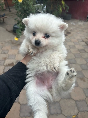 Mini Pomeranian  - imagine 3